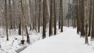 Park 'ta kar yağıyor, Kış Ağacı, bir ağaç gövdesinden toplanan kalabalık perspektif yapacak, tarla kuşları. Orman soyut geçmişi, kimse yok.