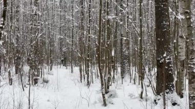 Park 'ta kar yağıyor, Kış Ağacı, bir ağaç gövdesinden toplanan kalabalık perspektif yapacak, tarla kuşları. Orman soyut geçmişi, kimse yok.
