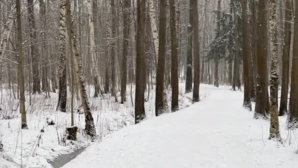 To pada śnieg w parku, Zimowe drzewo, Masyw od pnia drzew idących do perspektywy, Trunks modrzewia. abstrakcyjne tło lasu, nikt — Wideo stockowe