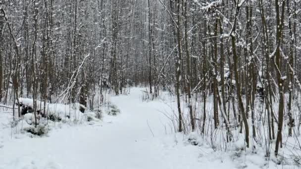 それは野生の公園で雪が降っています、減速したビデオ、冬の木、木の幹からの大規模な展望に行く、カラマツの幹。森の抽象的な背景、誰も — ストック動画