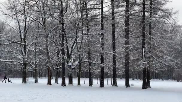 それは野生の公園で雪が降っています、減速したビデオ、子供たちは冬のそり、冬の木、木の幹からの塊、カラマツの幹に乗っています。森の抽象的背景 — ストック動画