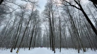 Park 'ta kar yağıyor, Kış Ağacı, bir ağaç gövdesinden toplanan kalabalık perspektif olacak, tarla kuşları ve huş ağaçları. Orman soyut arkaplanı