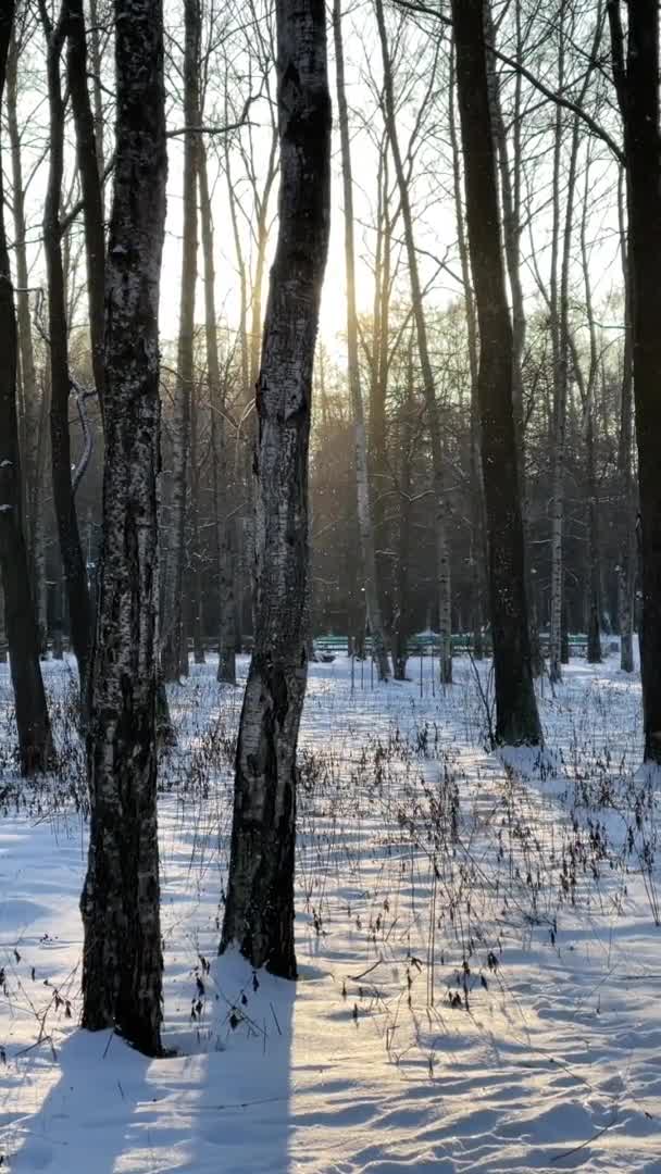Nevica in parco selvatico, verticale Video rallentato, Albero invernale, Il massiccio da un tronco di alberi che vanno a prospettiva, Trunks di larici. Foresta sfondo astratto, nessuno — Video Stock