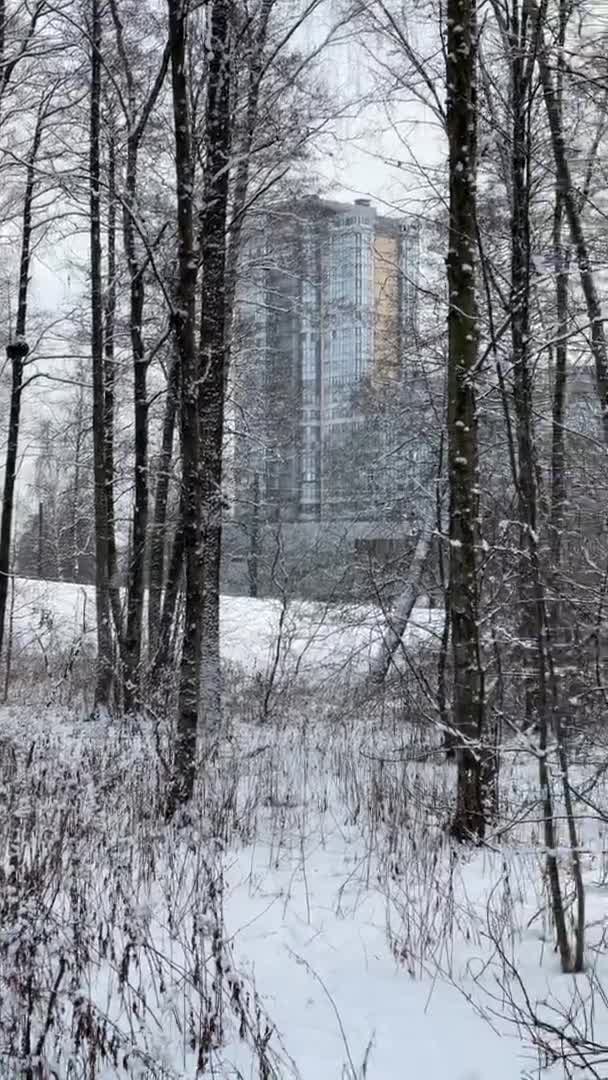 Cuplikan kualitas tinggi dari taman musim dingin, bayangan panjang dari batang pohon hitam saat matahari terbenam, langit biru, orang-orang berjalan, lensa lebar — Stok Video