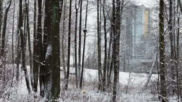 Nevica in parco, Albero invernale, Il massiccio da un tronco di alberi che vanno a prospettiva, Trunks di larici e betulla. Foresta sfondo astratto — Video Stock