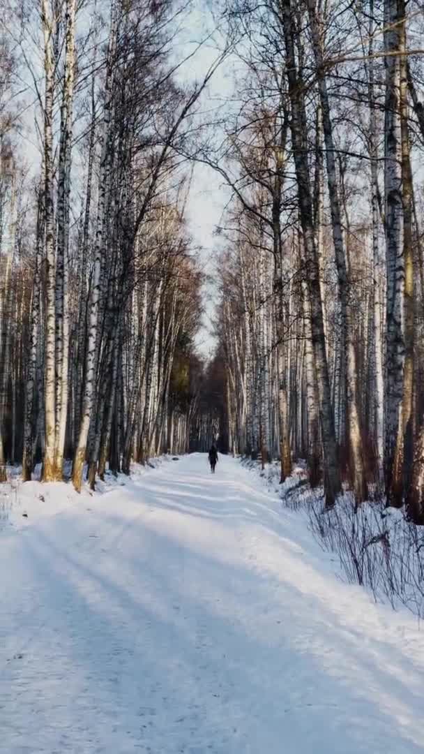 High quality vertical footage of winter park, long shadow of black trunks of trees at sunset, reflection of sun — Stock Video