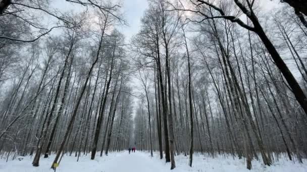 公园里下着雪，冬天的树，树干上的大车要去看风景了，落叶松和白桦树丛生。森林摘要背景 — 图库视频影像