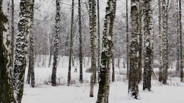 Sněží v parku, Zimní strom, Masiv z kmene stromů jde do perspektivy, Kmeny larches a bříza. Lesní abstraktní pozadí — Stock video