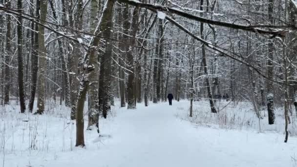 Rosja, Sankt Petersburg, 12 marca 2021 r.: Ludzie chodzą po zaśnieżonym parku, zimowe drzewa, Masyw z pnia drzew idących do perspektywy, pnie brzozy, leśne abstrakcyjne tło — Wideo stockowe