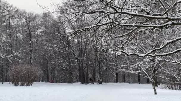 Het sneeuwt in het wild park, Vertraagde video, Winter boom, Het massief van een stam van de bomen gaat naar perspectief, Sluiten van de lariks. Bos abstracte achtergrond, niemand — Stockvideo