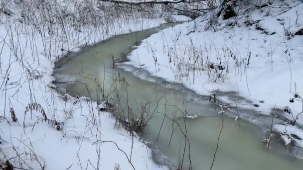 Висока якість4k кадрів замерзлого потоку в зимовому парку, чорні стовбури дерев стоять у воді, похмура погода — стокове відео