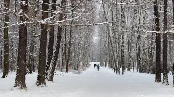 Russland, St.Petersburg, 12. März 2021: Menschen gehen in einem schneebedeckten Park spazieren, Winterbäume, Das Massiv aus einem Baumstamm, der in die Perspektive geht, Birkenstämme, Wald abstrakter Hintergrund — Stockvideo
