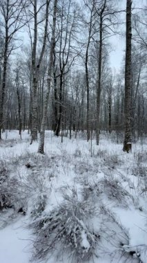 Kış parkının yüksek kaliteli görüntüleri, gün batımında siyah ağaç gövdelerinin uzun gölgeleri, mavi gökyüzü, insanlar yürüyor, geniş mercekler. 