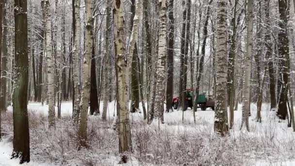 Rússia, São Petersburgo, 12 de março de 2021: As pessoas estão andando no parque coberto de neve, árvores de inverno, o maciço de um tronco de árvores indo para a perspectiva, troncos de vidoeiro, equipamento de colheita do parque — Vídeo de Stock