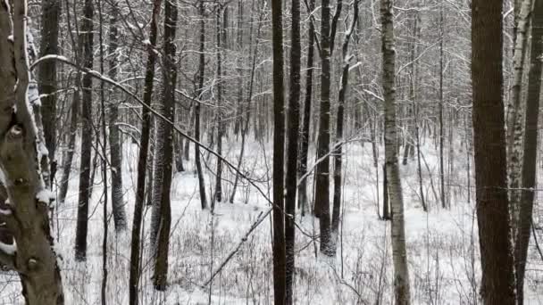 Nevica in parco, Albero invernale, Il massiccio da un tronco di alberi che vanno a prospettiva, Trunks di larici e betulla. Foresta sfondo astratto — Video Stock