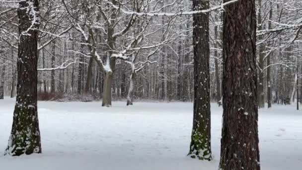 公园里下着雪，冬天的树，树干上的大车要去看风景了，落叶松和白桦树丛生。森林摘要背景 — 图库视频影像