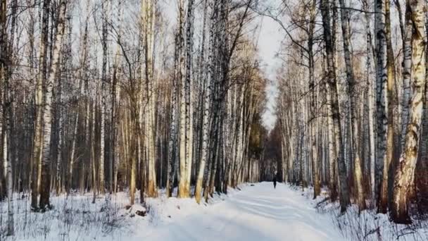 Imágenes de alta calidad del parque de invierno, sombra larga de troncos negros de árboles al atardecer, reflejo del sol — Vídeos de Stock