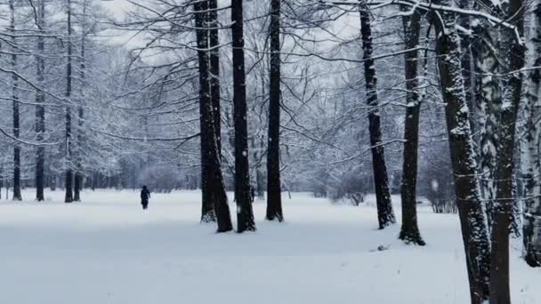 Nevica in parco selvatico, Video rallentato, Albero invernale, Il massiccio da un tronco di alberi che vanno a prospettiva, Trunks di larici. Foresta sfondo astratto, persone a piedi — Video Stock