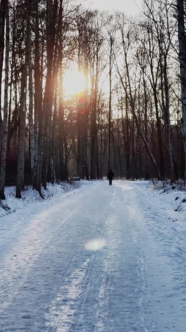 Filmati verticali di alta qualità del parco invernale, lunga ombra di tronchi neri di alberi al tramonto, riflesso del sole — Video Stock