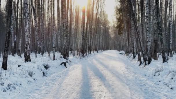 Högkvalitativa bilder av vinterparken, lång skugga av svarta stammar av träd vid solnedgången, reflektion av solen — Stockvideo