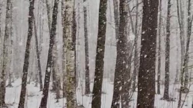 Ağır kar, büyük kar taneleri, vahşi park, kış ağaçları, ağaç gövdesi, huş ağacı gövdeleri gibi yavaş bir video devam ediyor. Orman soyut geçmişi, kimse yok.