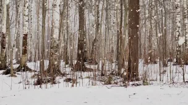 Video lento come va una neve pesante nel bosco, Grandi fiocchi di neve, parco selvatico, alberi invernali, il massiccio da un tronco di alberi, tronchi di betulla. Foresta sfondo astratto, nessuno — Video Stock