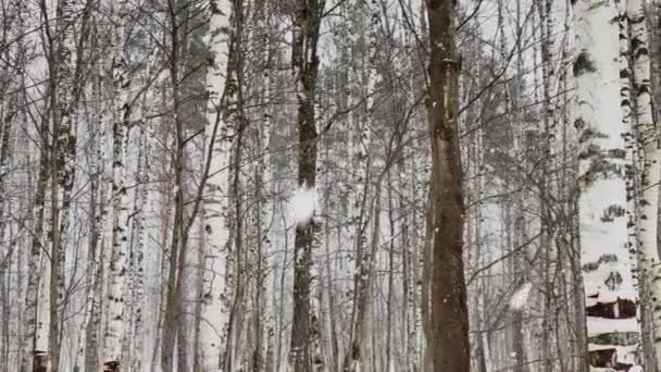 ゆっくりとしたビデオは、木の重い雪、雪の大きなフレーク、野生の公園、冬の木、木の幹からの塊、白樺の幹。森の抽象的な背景、誰も — ストック動画
