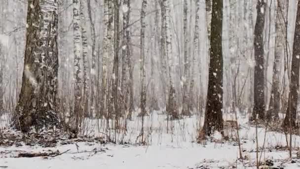 Slow video as goes a heavy snow in the wood, Large flakes of snow, wild park, winter trees, the massif from a trunk of trees, trunks of birch. Forest abstract background, nobody — Stock Video