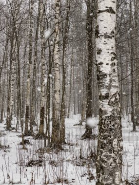 Ormana yoğun bir kar yağar, büyük kar taneleri, vahşi park, kış ağaçları, ağaçların gövdesinden toplanmış ağaçlar, huş ağaçları. Orman soyut geçmişi, kimse yok.