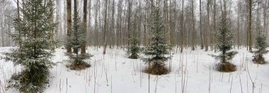 Küçük köknar ağaçlarının panoramik görüntüsü karla kaplı parkta bulutlu havada, yeşil köknar ağacının iğneleri yapraksız ahşap, siyah ağaç gövdeleri