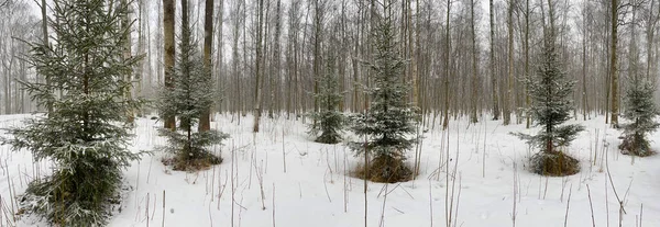Küçük köknar ağaçlarının panoramik görüntüsü karla kaplı parkta bulutlu havada, yeşil köknar ağacının iğneleri yapraksız ahşap, siyah ağaç gövdeleri