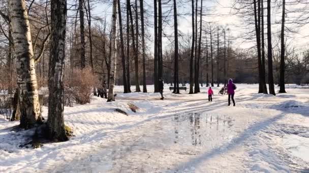 Rusya, St.Petersburg, 24 Mart 2021: İnsanlar güneşli bahar gününde karla kaplı parkta köpeklerle yürüyorlar, İnsanlar spor yapıyor, orman soyut geçmişi var, uzun gölgeler var — Stok video