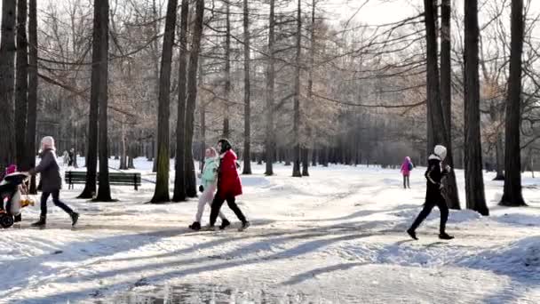 Rusland, Sint-Petersburg, 24 maart 2021: Mensen wandelen in een met sneeuw bedekt park met honden op zonnige lentedag, Mensen sporten, bos abstracte achtergrond, lange schaduwen — Stockvideo