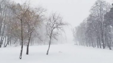 Ağır kar, büyük kar taneleri, vahşi park, kış ağaçları, ağaçların gövdesinden toplanmış kalabalık, kar fırtınası. Orman soyut geçmişi, ağır çekim, hiç kimse