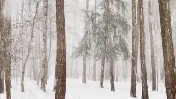 Pomalý video, jak jde těžký sníh v lese, Velké vločky sněhu, divoký park, zimní stromy, masiv z kmene stromů, vánice. Lesní abstraktní pozadí, zpomalení, nikdo — Stock video