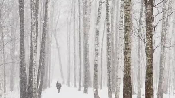 Rusko, Petrohrad, 18. března 2021: Zpomalený pohyb, osamělá žena kráčí po pěšině zasněženým lesem, hustý sníh, vánice, velké sněhové vločky, divoký park, zimní stromy — Stock video