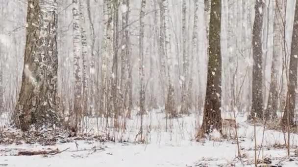 Lassú videó, ahogy megy egy nagy hó az erdőben, nagy hópelyhek, vad park, téli fák, a tömeget egy fatörzs a fák, hóvihar. Erdő elvont háttér, lassított felvétel, senki — Stock videók