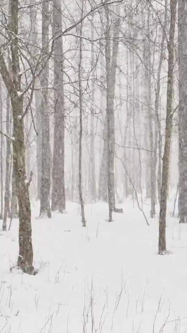 Video lent vertical ca merge o zăpadă grea în lemn, viscol, fulgi mari de zăpadă, parc sălbatic, copaci de iarnă, masivul dintr-un trunchi de copaci, trunchiuri de mesteacăn. Padure fundal abstract, nimeni — Videoclip de stoc