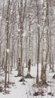 Dikey olarak yavaş bir video, odunda ağır bir kar, kar fırtınası, büyük kar taneleri, vahşi park, kış ağaçları, bir ağaç gövdesinden toplanmış bir yığın huş ağacı. Orman soyut geçmişi, kimse yok.