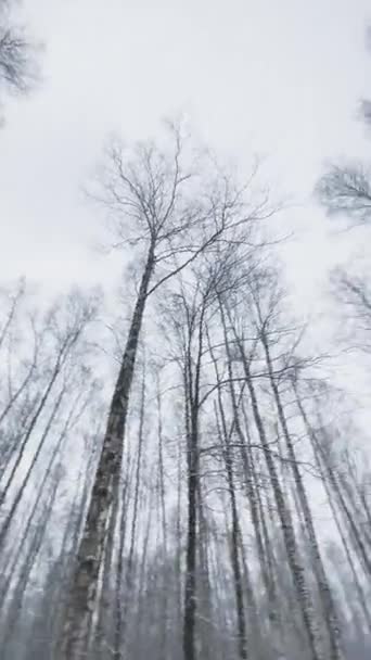 カメラは、木材、雪のフレーク、野生公園、冬の木、白樺の幹、誰もで自分自身を丸めるように垂直スローモーション — ストック動画