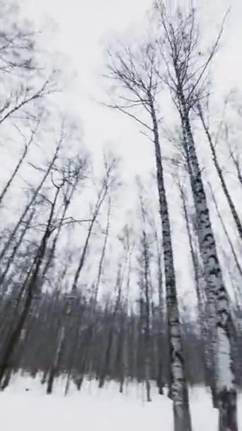 Rallentatore verticale mentre la telecamera si gira nel bosco, fiocchi di neve, parco selvaggio, alberi invernali, tronchi di betulla, nessuno — Video Stock