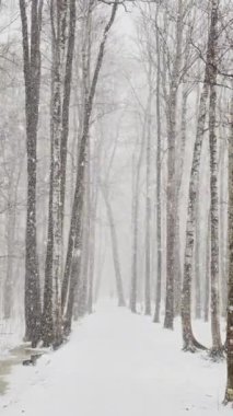 Dikey olarak yavaş bir video, odunda ağır bir kar, kar fırtınası, büyük kar taneleri, vahşi park, kış ağaçları, bir ağaç gövdesinden toplanmış bir yığın huş ağacı. Orman soyut geçmişi, kimse yok.