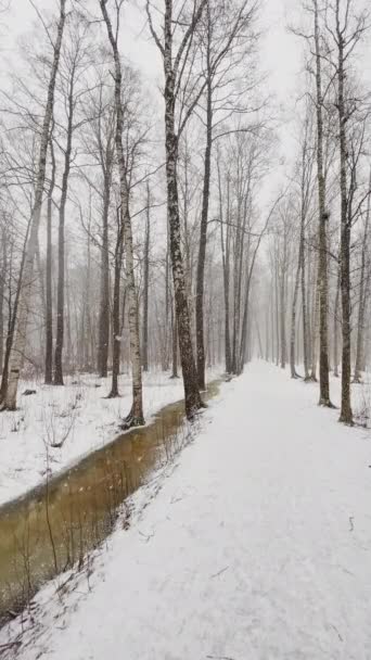 Vertical slow motion as a heavy snow goes in the wood, Large snowflakes fly to a camera, blizzard in wild park, trunks of birch. Forest abstract background, nobody — Stock Video