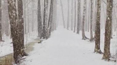 Ağır kar, büyük kar taneleri, vahşi park, kış ağaçları, ağaçların gövdesinden toplanmış kalabalık, kar fırtınası. Orman soyut geçmişi, ağır çekim, hiç kimse