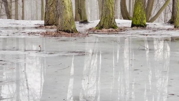 Dalam kayu musim semi dimulai, pohon-pohon dan semak-semak berdiri di dalam air, hari yang cerah, patch cahaya dan refleksi pada air, batang pohon tercermin dalam genangan air, aliran sungai, menyembunyikan salju — Stok Video