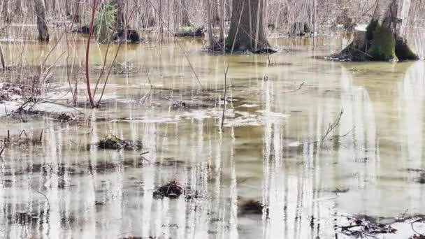 Nel bosco inizia la primavera, alberi e cespugli in piedi in acqua, una giornata di sole, macchie di luce e di riflessione sull'acqua, tronchi di alberi si riflettono in una pozzanghera, corsi d'acqua scorrono, nasconde la neve — Video Stock