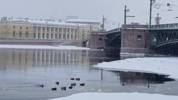 Paisagem de inverno improvável do dique coberto de neve de São Petersburgo, museu zoológico de Pyotr grande a Academia russa de Ciências, Ponte de Palácio, os patos estão na água — Vídeo de Stock