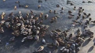 Gün batımında buzda yürüyen, kışın nehirden, buzdan, ördeklerden, pembe patilerden beslenen bir sürü yeşil başlı ördek ve martı.