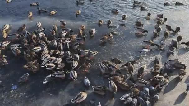Dużo kaczek i mew z zieloną głową spacerujących po lodzie o zachodzie słońca, jedzących jedzenie z lodu, Rzeka w zimie, Draki, karmienie kaczek, różowe łapki — Wideo stockowe