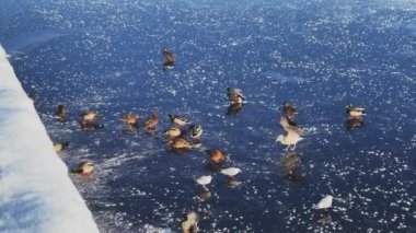 Gün batımında buzda yürüyen, kışın nehirden, buzdan, ördeklerden, pembe patilerden beslenen bir sürü yeşil başlı ördek ve martı.